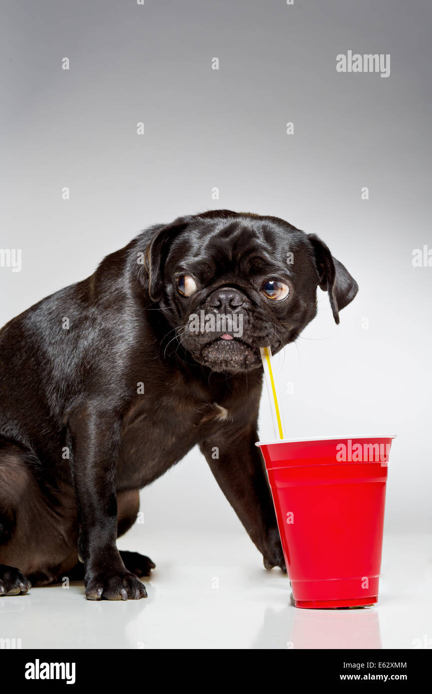 Black pug dog drinking from straw Stock Photo