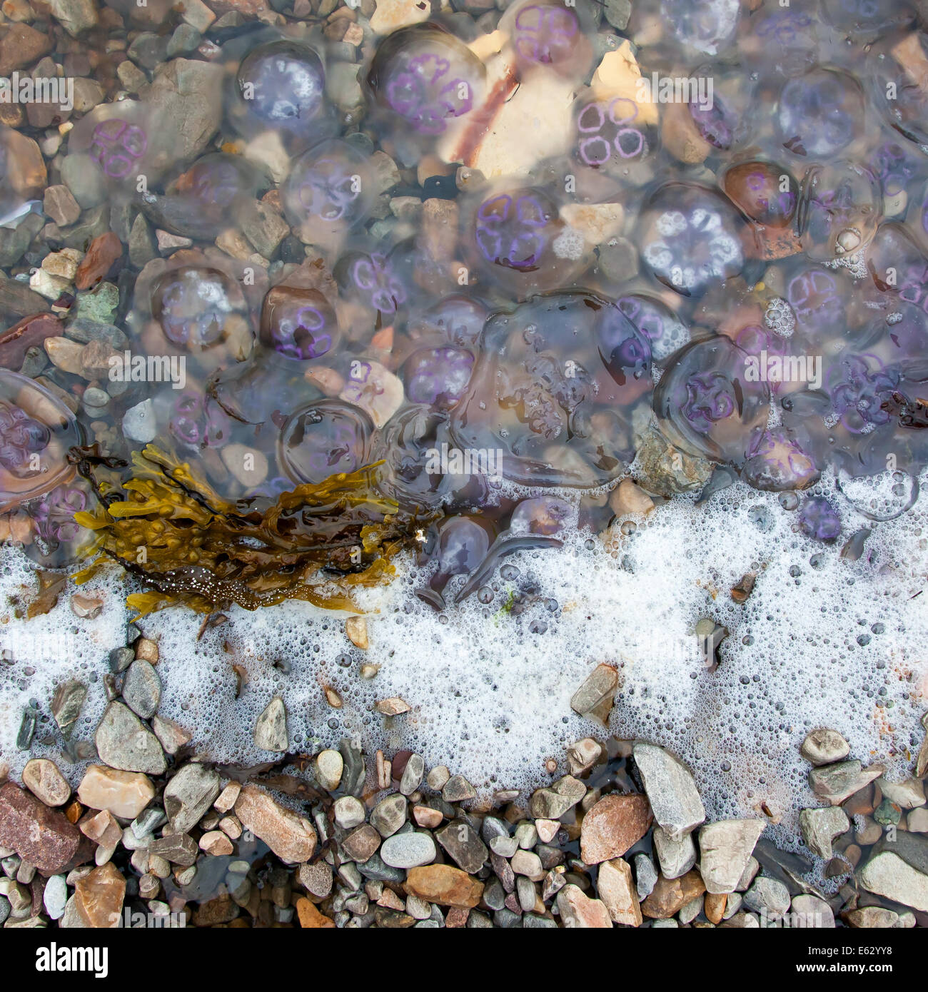 Small jellyfish washing up on a beach in Scotland Stock Photo