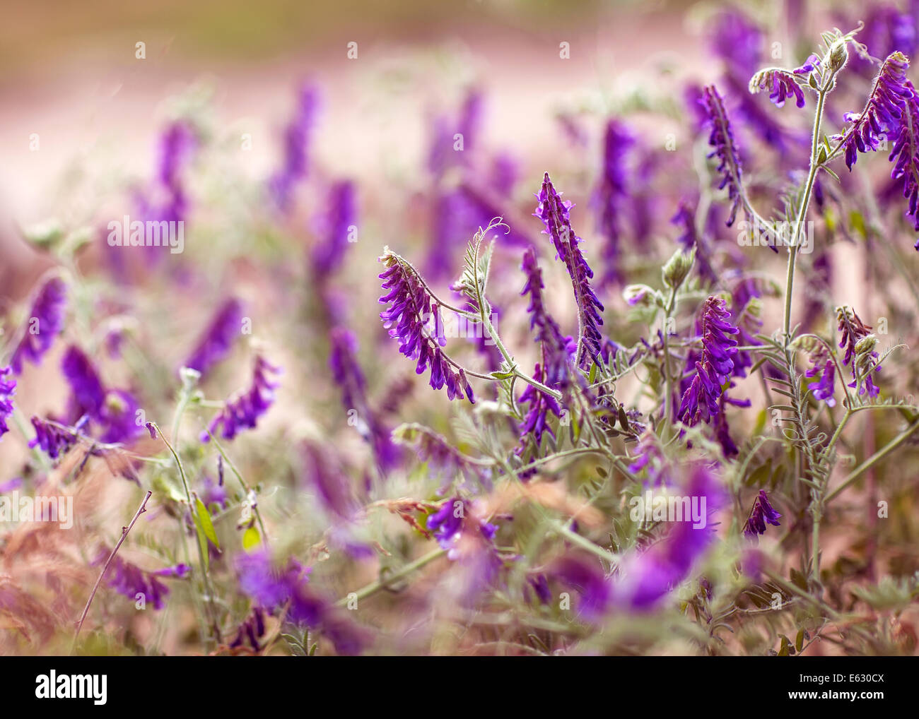 Flowers background with purple flowers Stock Photo - Alamy