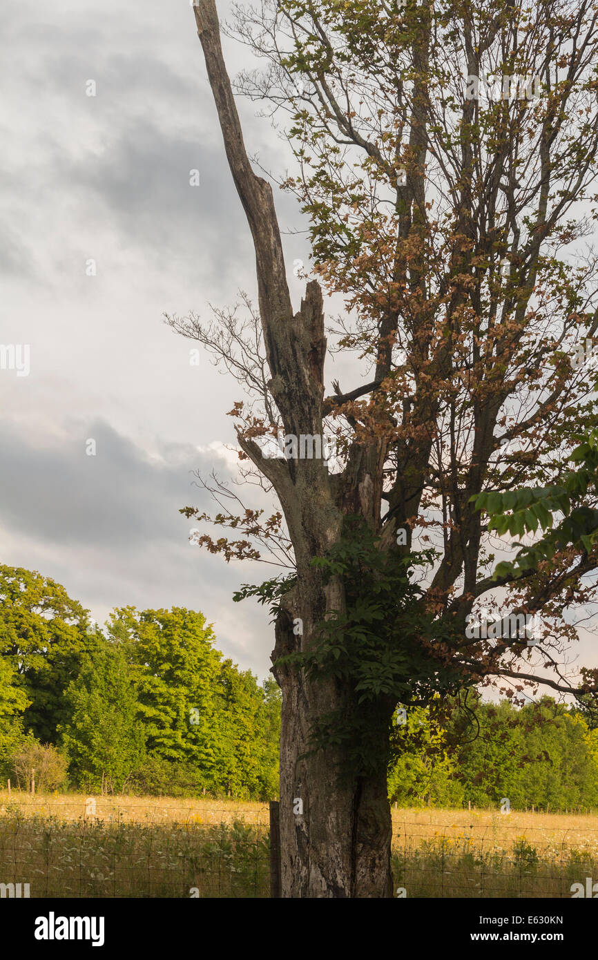 Dying maple tree on farm in late afternoon on a very cloudy yet sunny