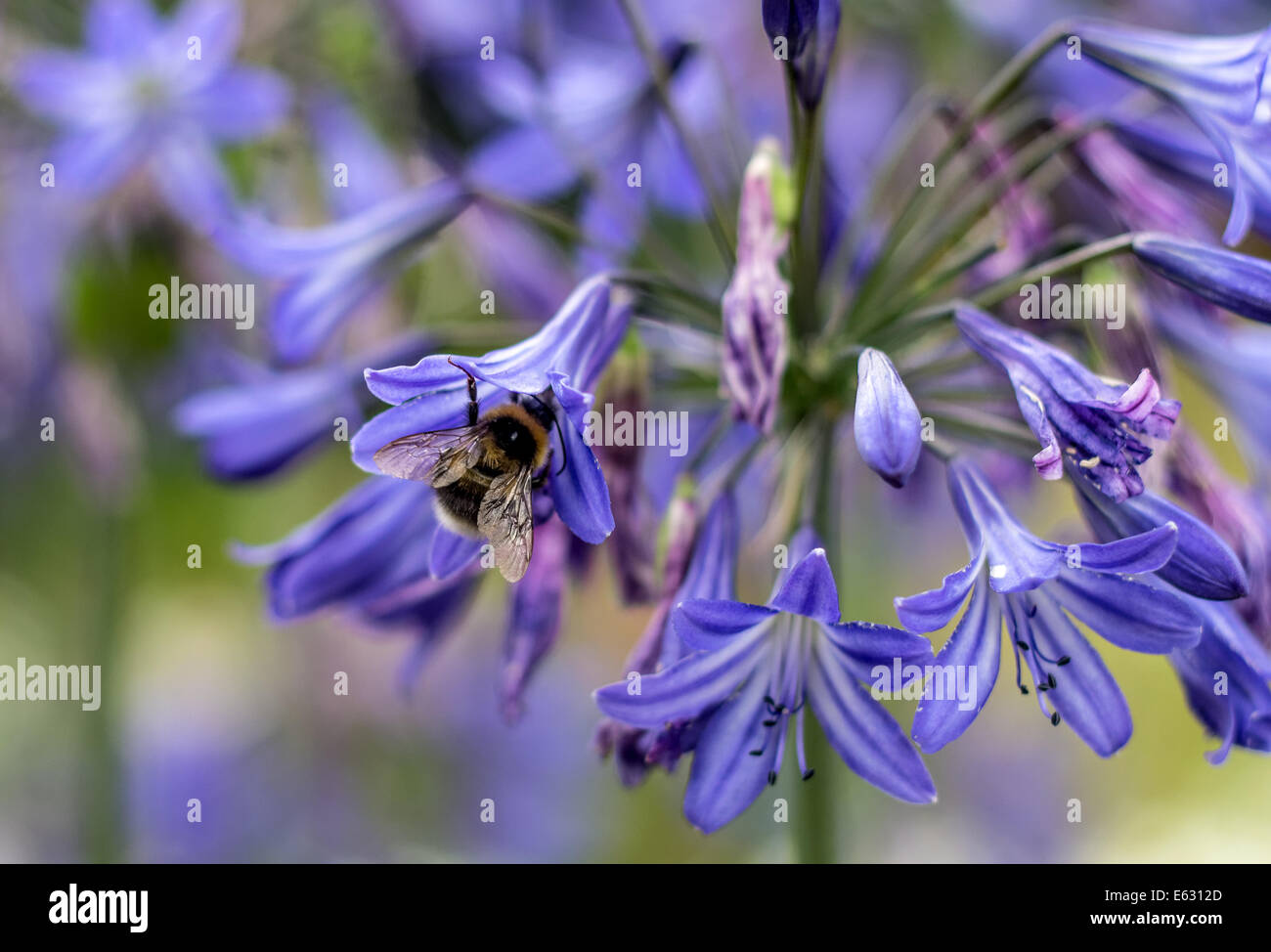 Bee collecting pollen from bluebell Stock Photo
