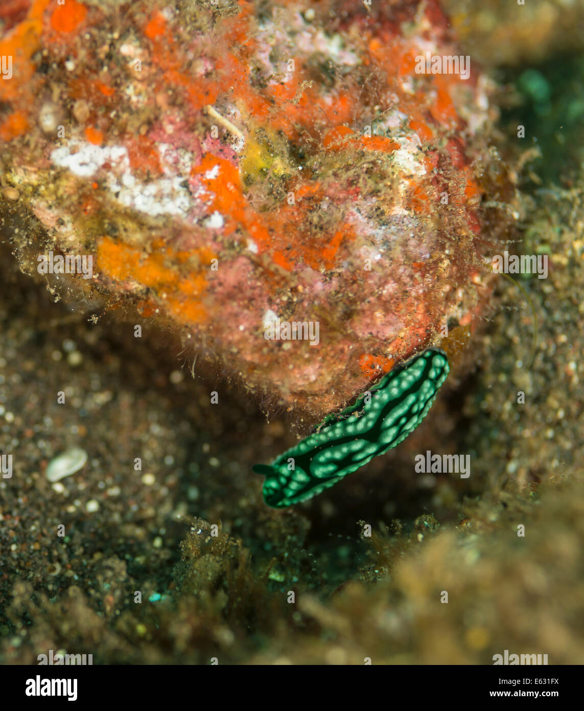 Nudibranch on a coral Stock Photo