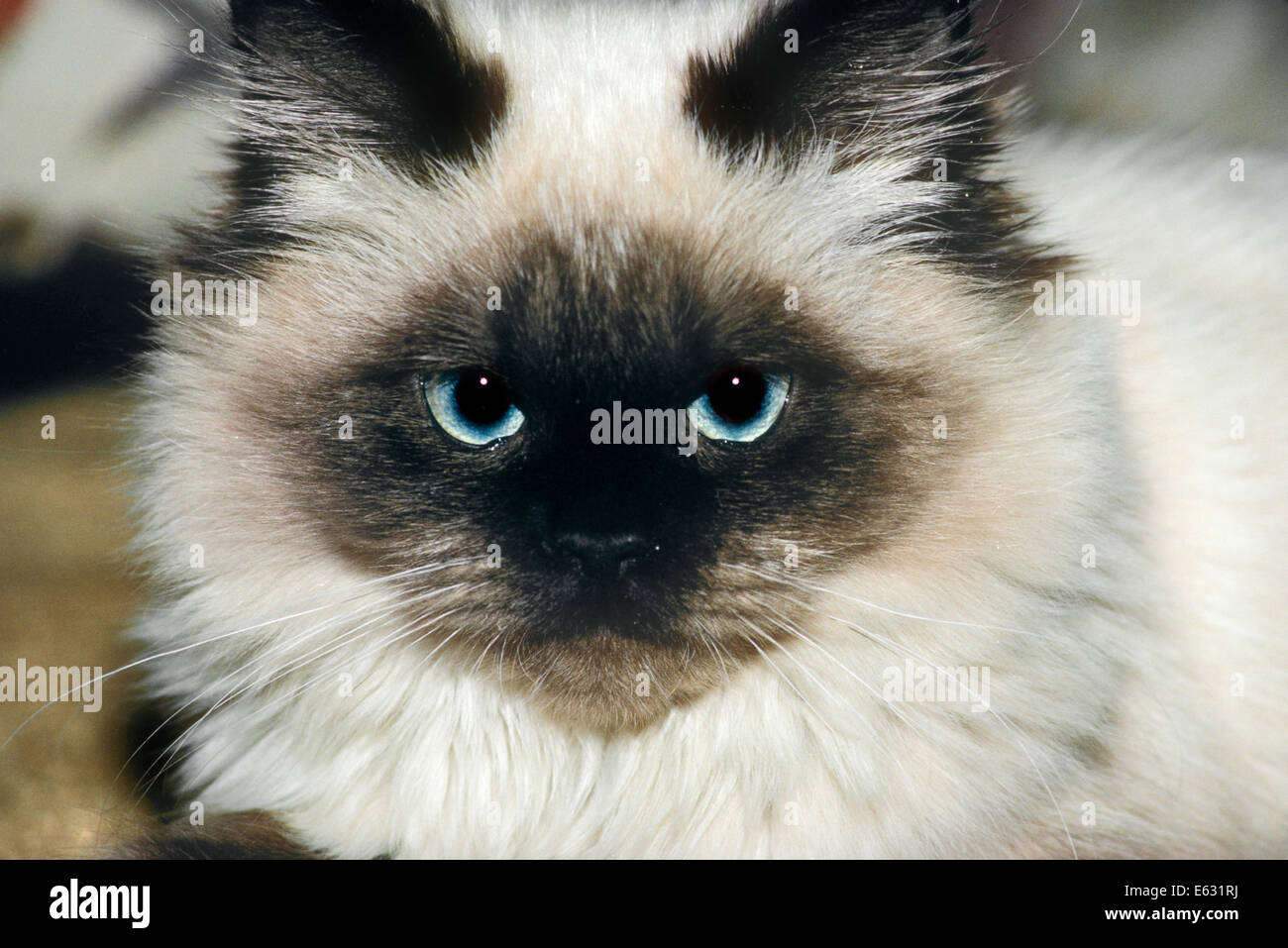 Blue Pure Breed Cats Stock Photos Blue Pure Breed Cats Stock