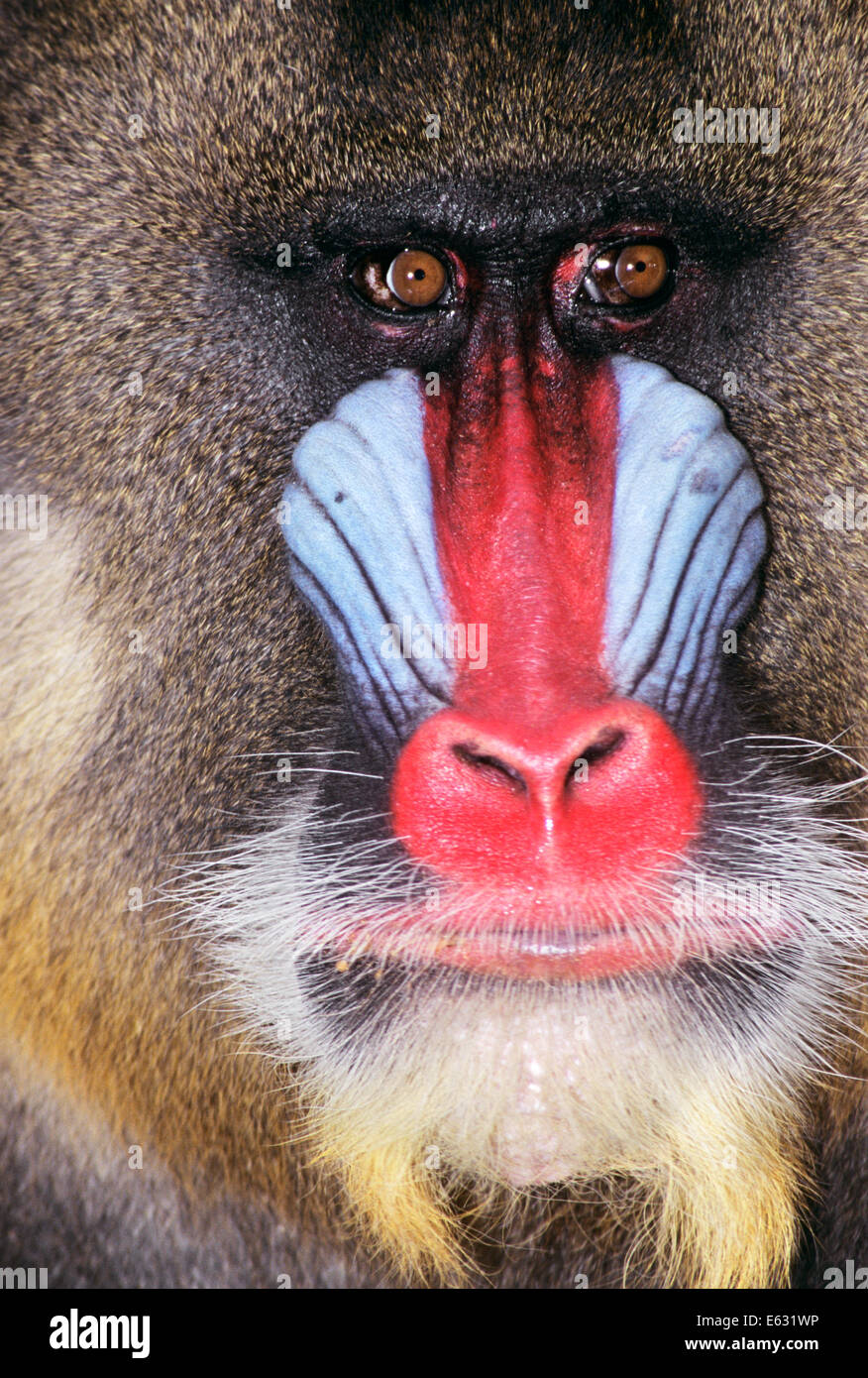 FACE OF MALE MANDRILL BABOON Mandrillus sphinx MOST COLORFUL PRIMATE LOOKING AT CAMERA Stock Photo