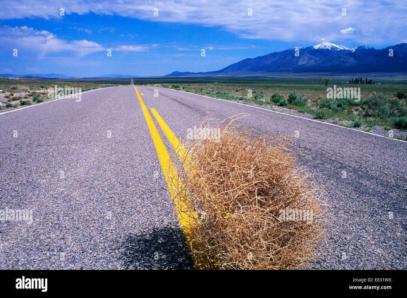 TUMBLEWEED IN CENTER OF ROAD Stock Photo Alamy