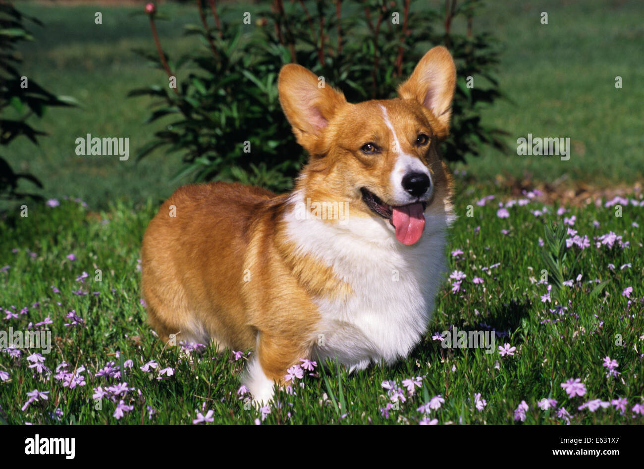 Dog pembroke welsh corgi alert hi-res stock photography and images - Alamy