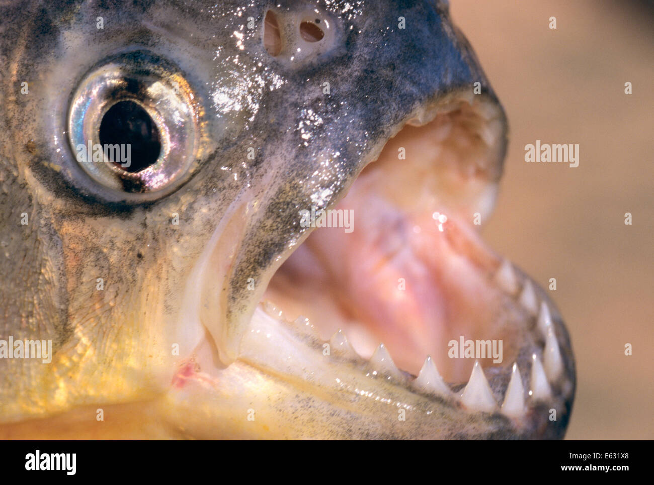 индийские пираньи. Piranhas are south. желтая пиранья. пиранья pygocentrus nattereri. восточно бразильская большая пиранья.