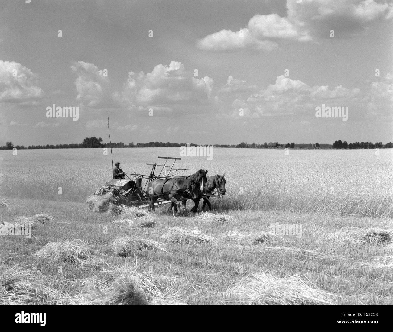 1930s FARMER HARVESTING CROP WITH HORSE DRAWN REAPER Stock Photo