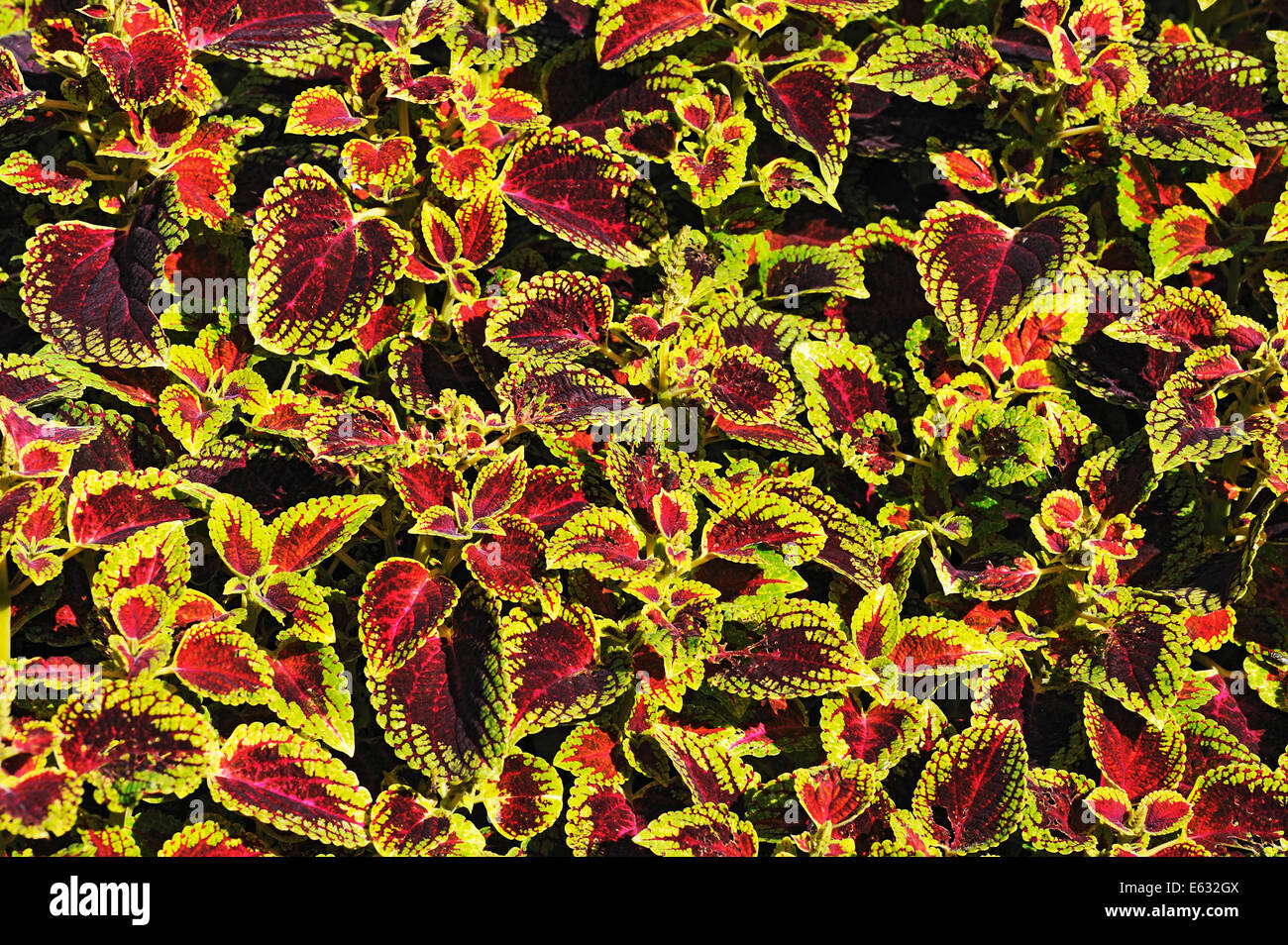 Painted Nettle (Solenostemon scutellarioides), Bavaria, Germany Stock Photo