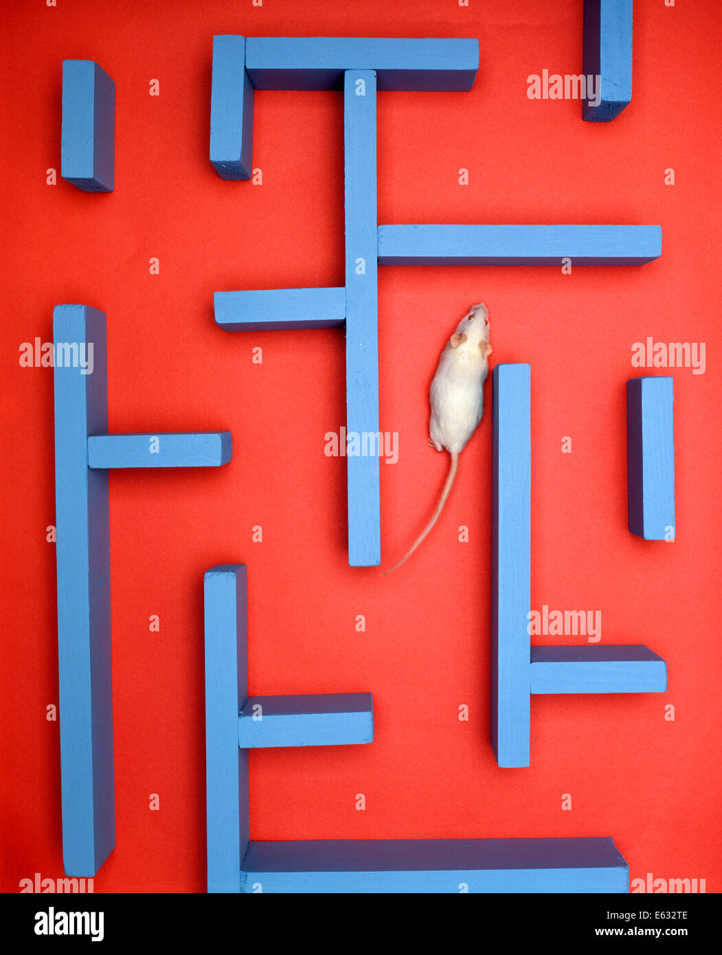 WHITE MOUSE IN A MAZE Stock Photo Alamy WHITE MOUSE IN A MAZE Stock Photo Alamy