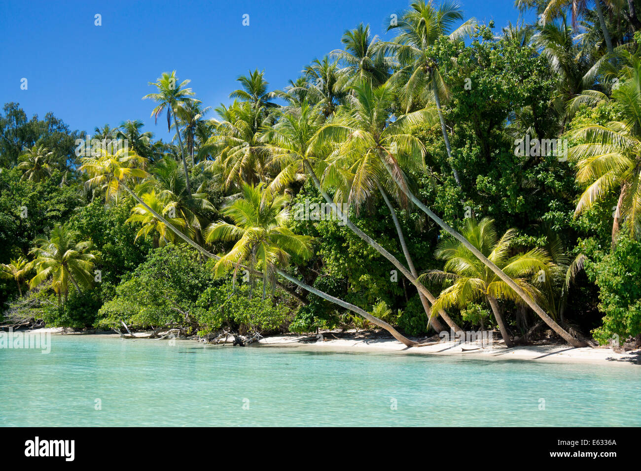 Lagoon with a sandy beach and palm trees, Peleliu, Palau, Micronesia ...