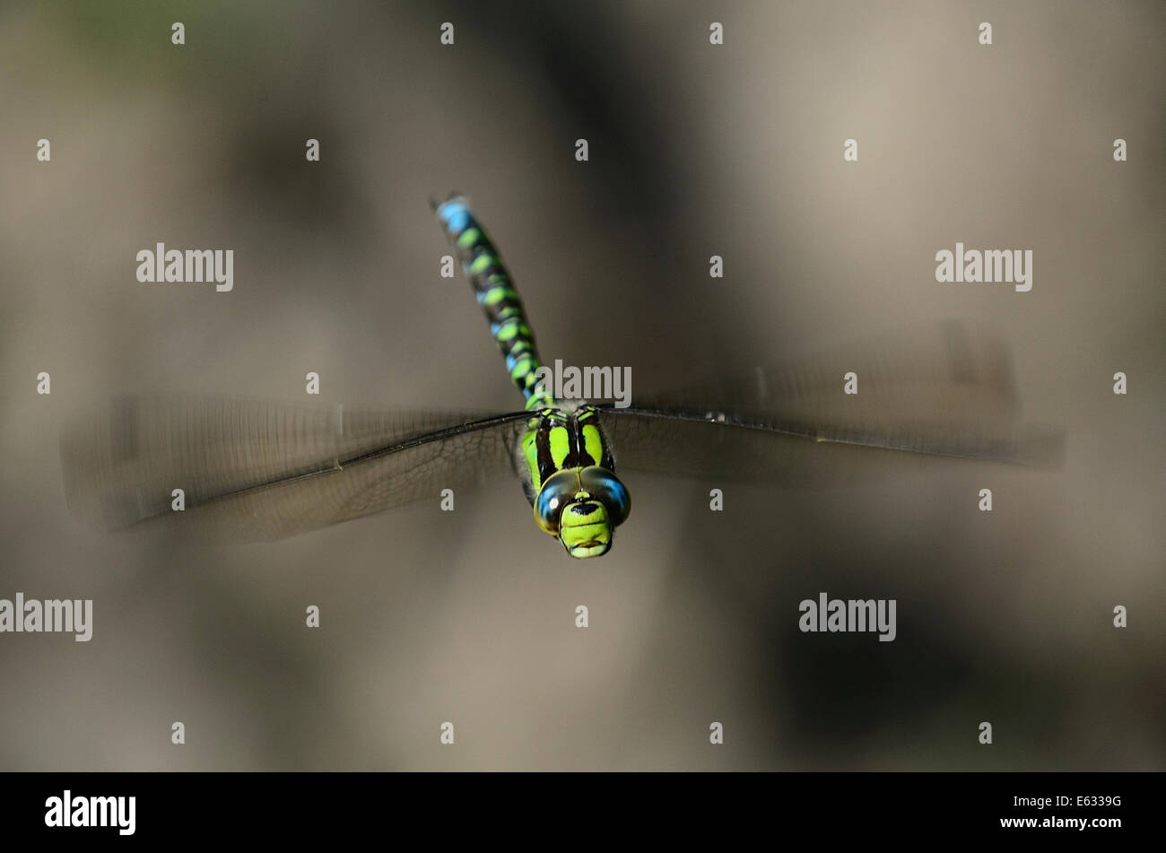 Male southern hawker in flight UK Stock Photo