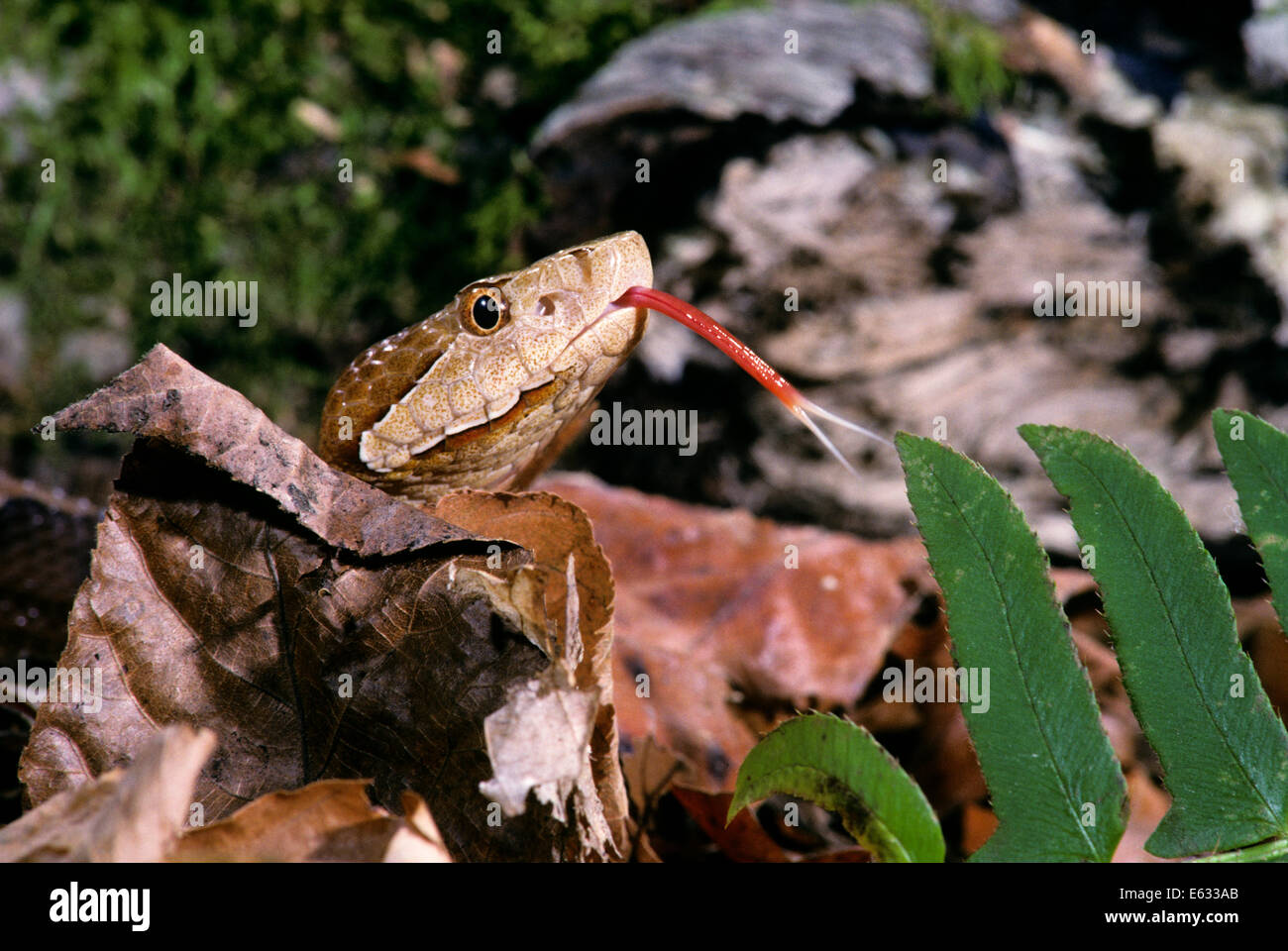 HEAD OF BROAD-BANDED COPPERHEAD PIT VIPER Agkistrodon contortrix laticinctus LOOKING AT CAMERA EAST OKLAHOMA USA Stock Photo