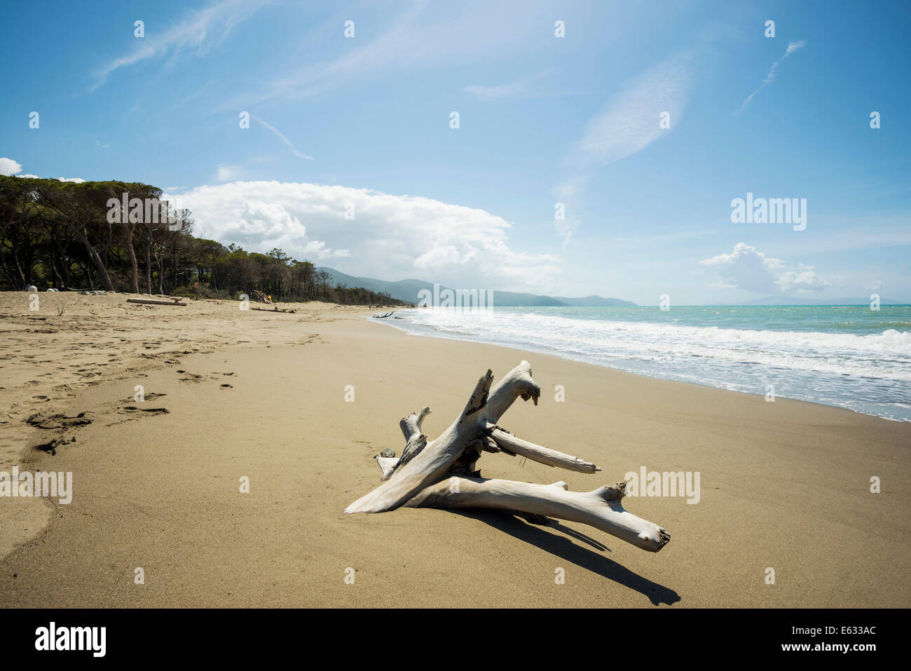 Driftwood, natural beach in Albarese, Natural Park of Maremma, at Grosseto, Tuscany, Italy Stock Photo
