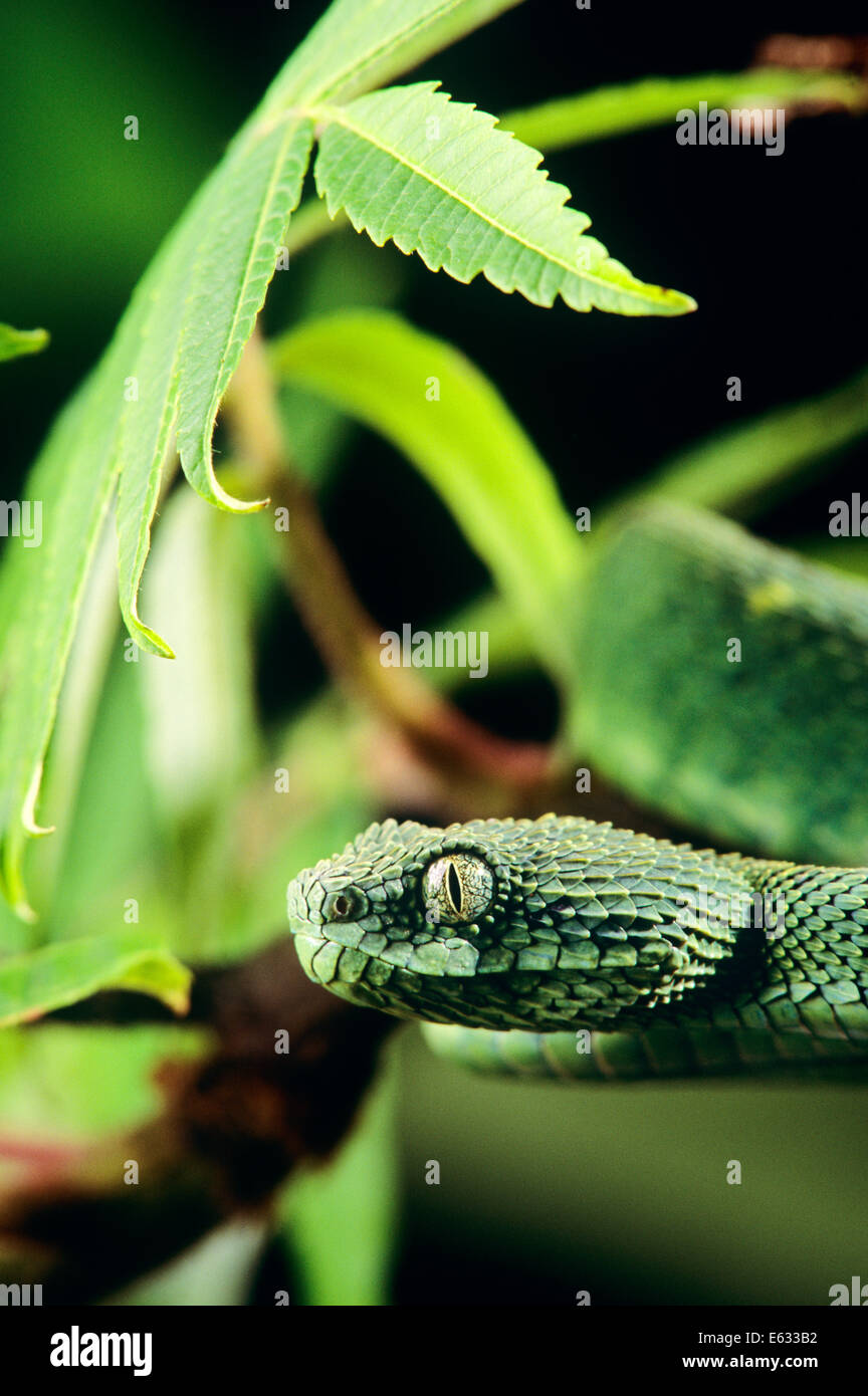 HEAD OF ROUGH-SCALED BUSH VIPER OR LEAF VIPER Atheris squamiger WESTERN CENTRAL AFRICA Stock Photo