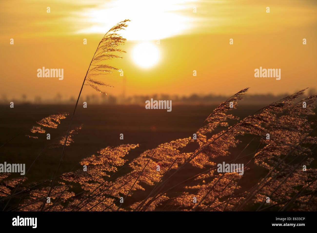 Hinte, Germany, reed against the light Stock Photo