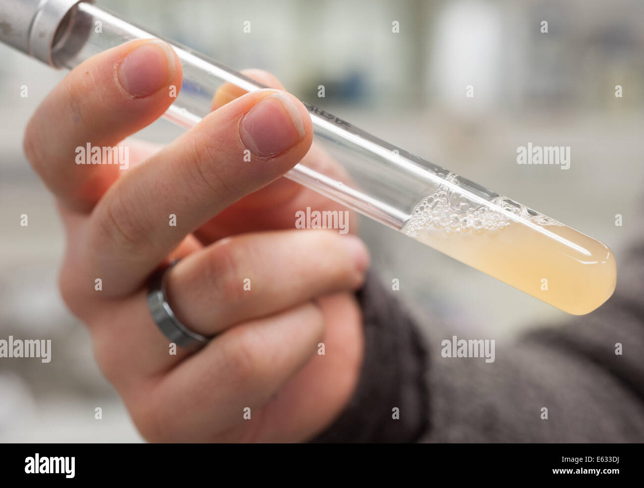 Berlin, Germany, test tube with yeast sample Stock Photo Alamy