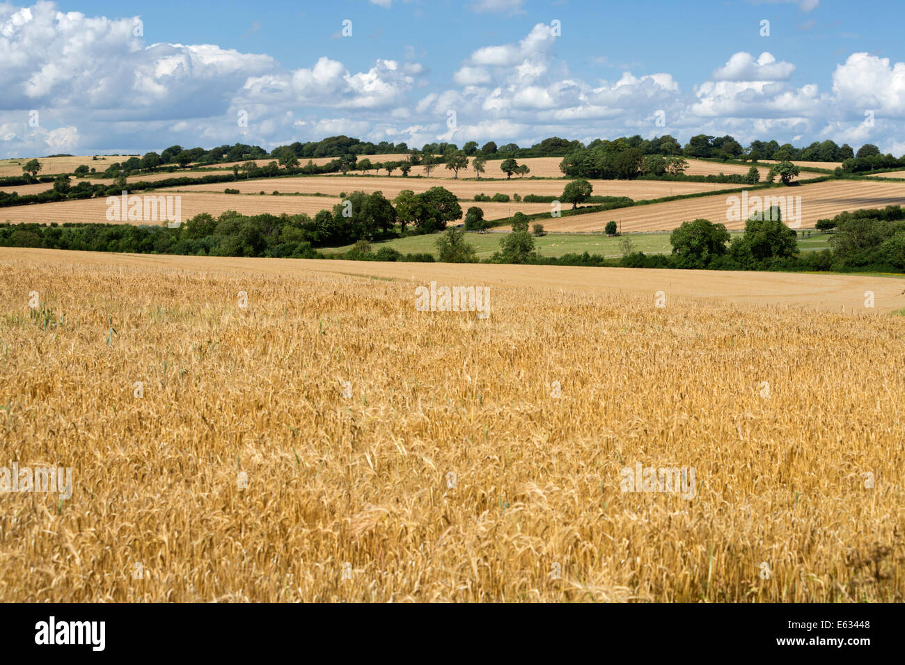 Wheat fields, Guiting Power, Cotswolds, Gloucestershire, England, United Kingdom, Europe Stock Photo