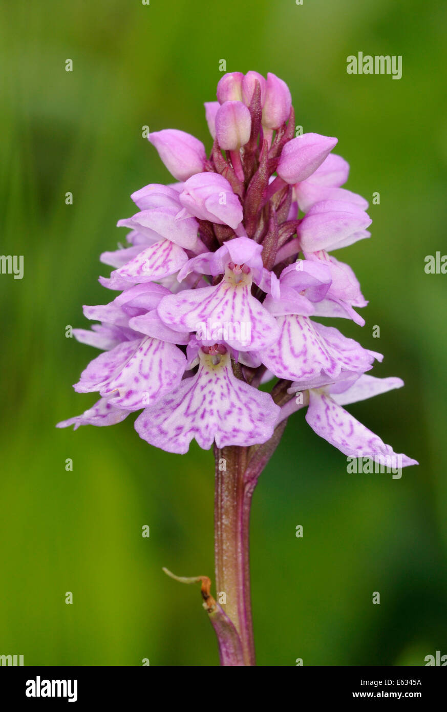 Heath Spotted Orchid - Dactylorhiza maculata ericetorum Rannoch Moor Stock Photo