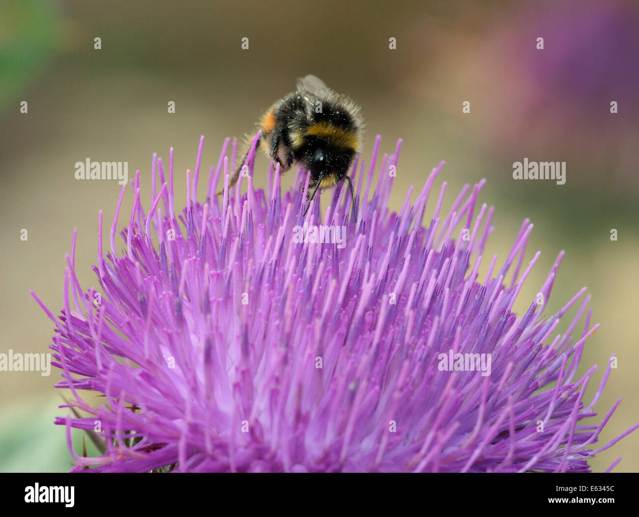 Cotton Thistle - Onopordum acanthium with Red-tailed Bumblebee - Bombus lapidarius Stock Photo