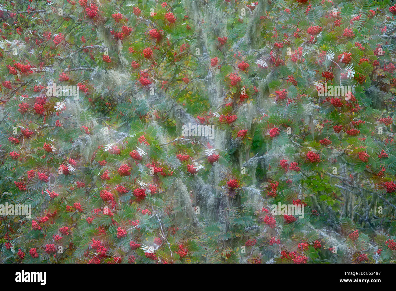 European Rowan ( Sorbus aucuparia ) tree with red berries during autumn in French alps with a double exposure in camera. Stock Photo
