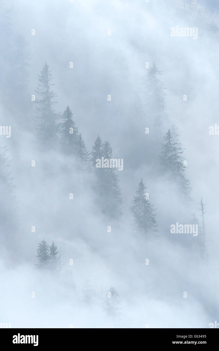 Pine forest at mountainslope with clouds covering. Stock Photo
