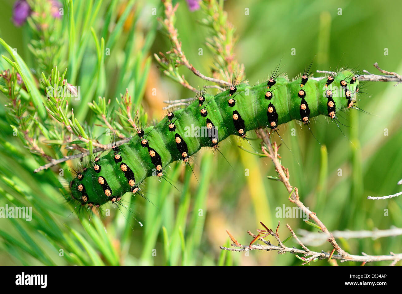 Emperor moth caterpillar UK Stock Photo