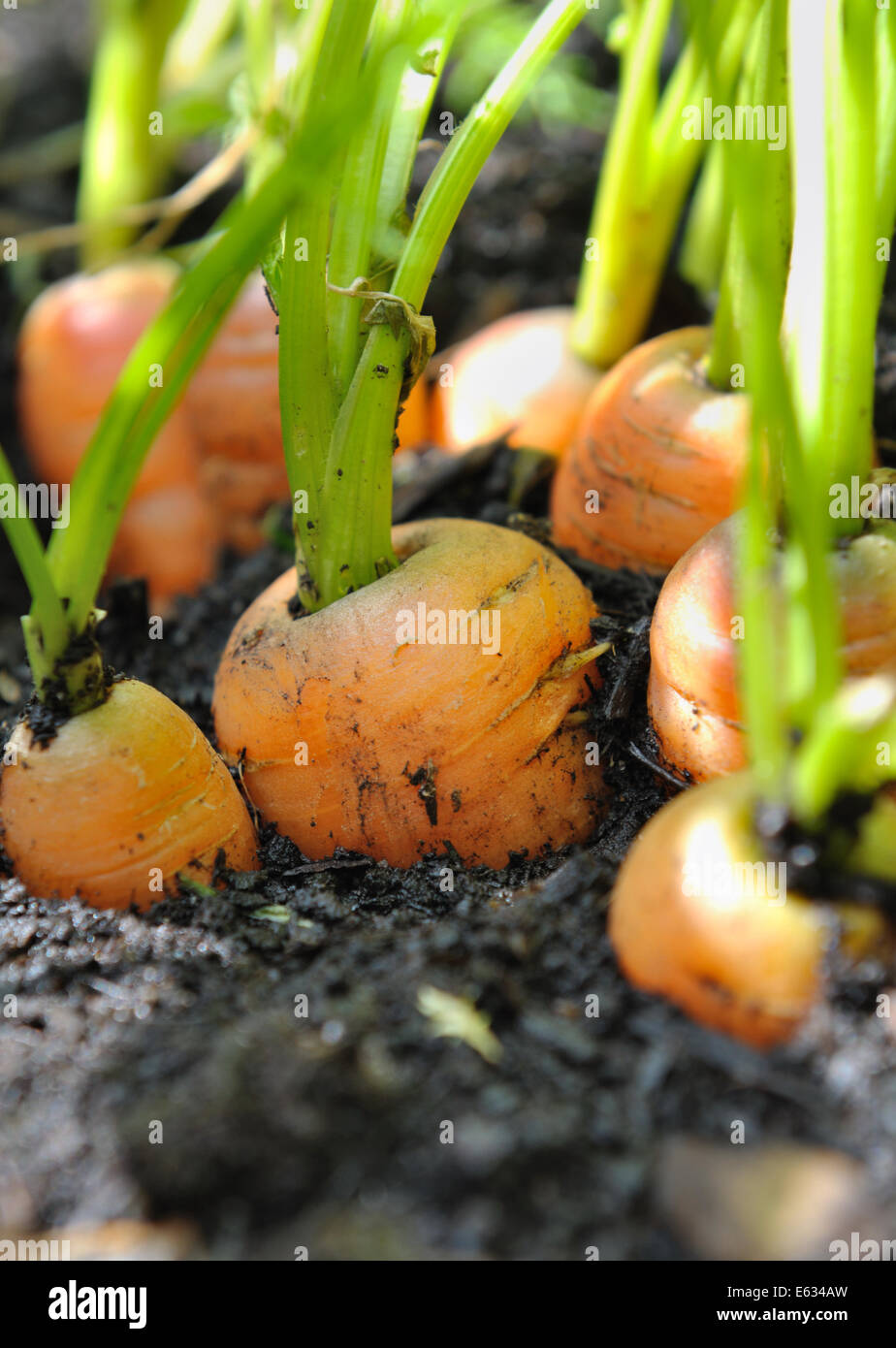 tight row of carrots out of vegetable land Stock Photo