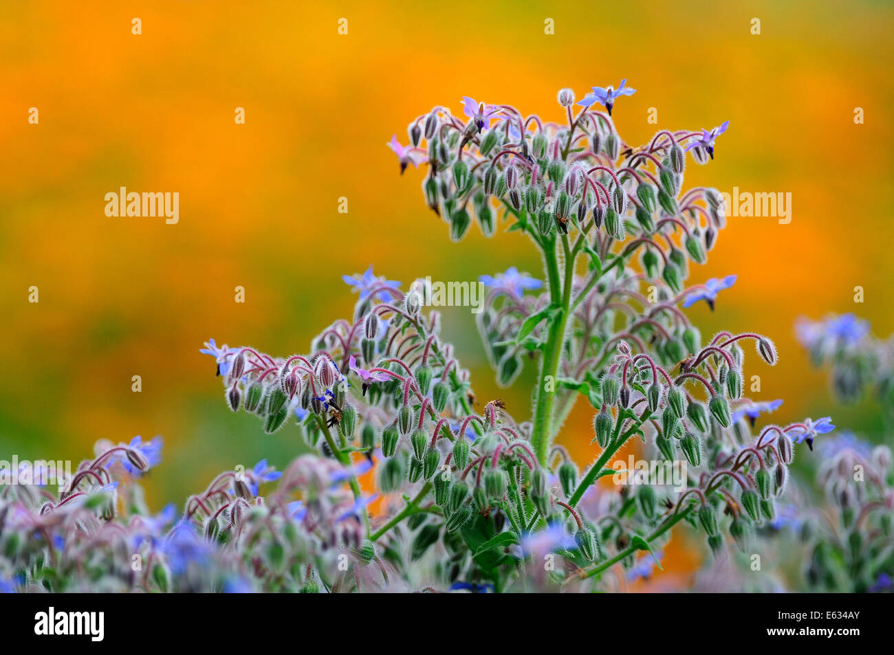 Borage UK Stock Photo