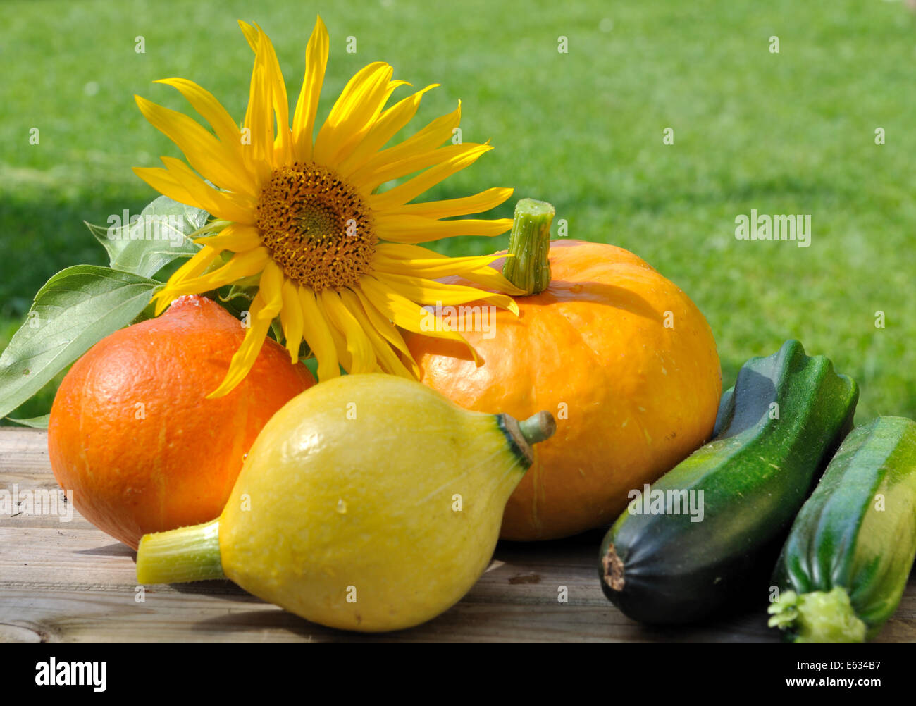 pumpkins, zucchini and sunflower in garden Stock Photo Alamy