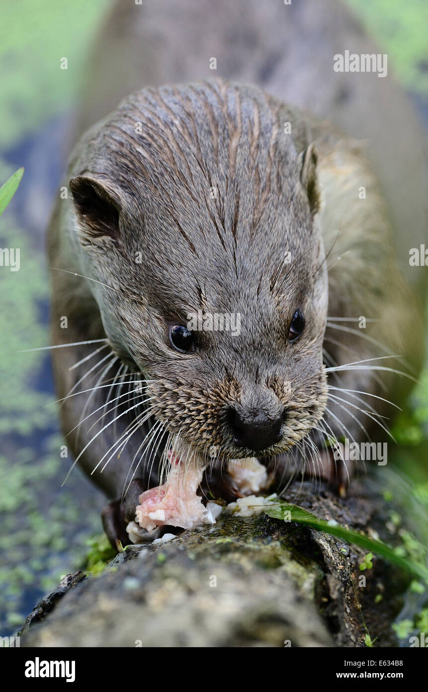 Otter eating fish Stock Photo - Alamy