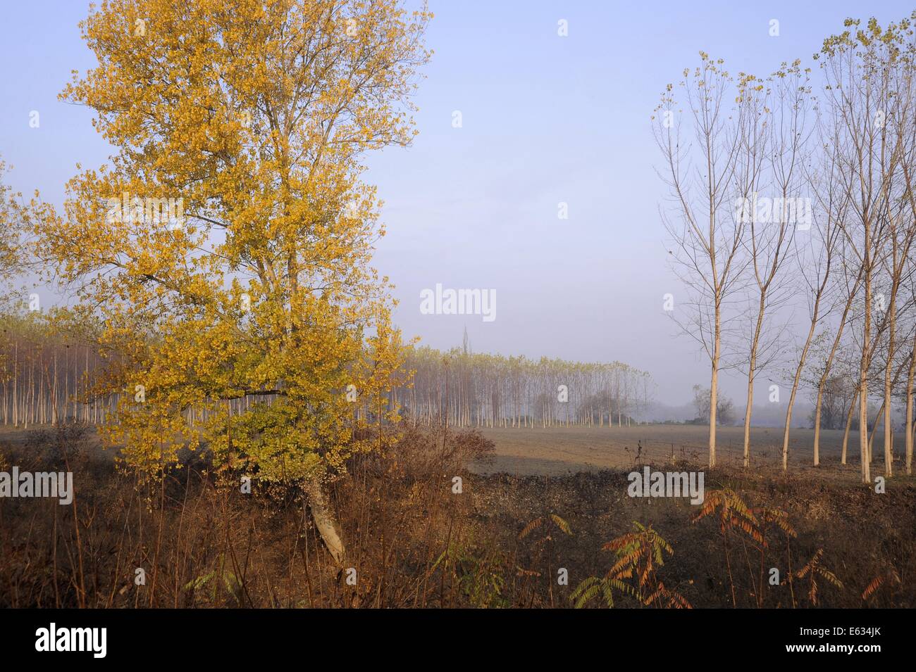 Brescello (Reggio Emilia, Italy), poplars on the bank of Po River Stock Photo