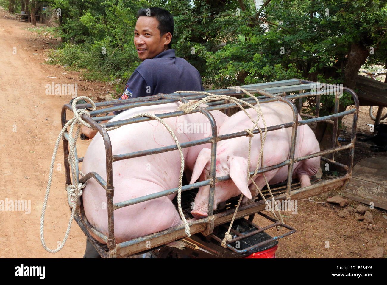Farmer transporting two live pigs in a cage on his motorcycle, Cambodia Stock Photo