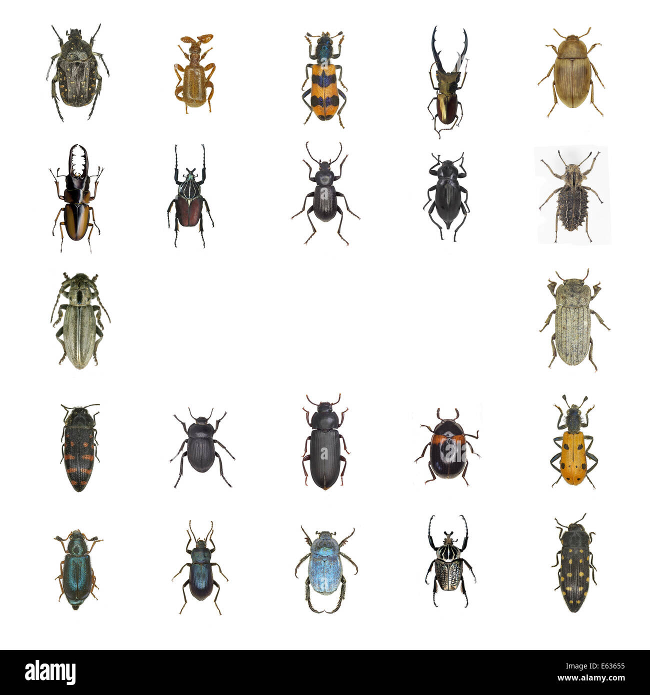 Table of several beetles Stock Photo