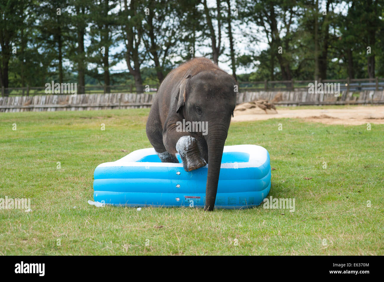 Baby playing in paddling pool hires stock photography and images Alamy