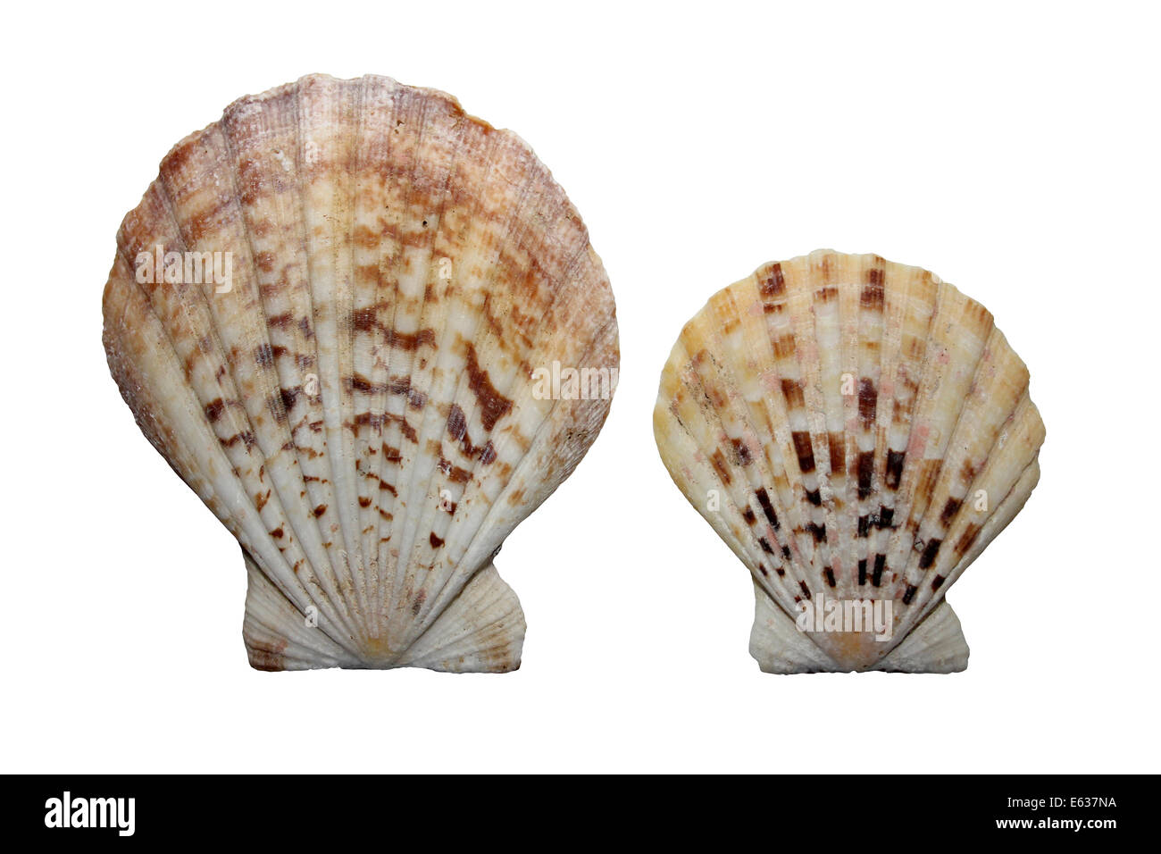 Scallop Shell Images – Browse 83,414 Stock Photos, Vectors, and