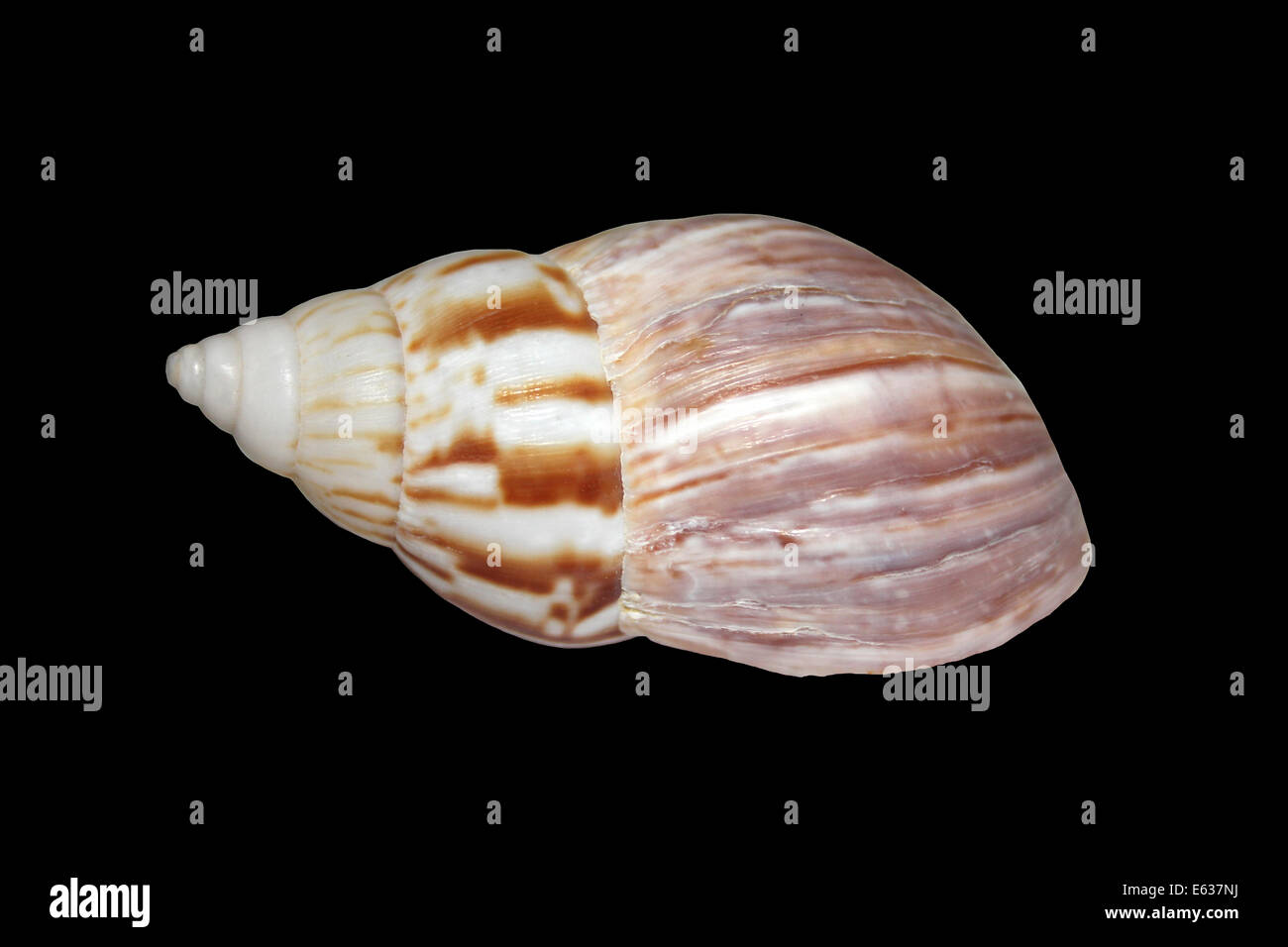 Japanese Land Snail Euhadra herklotsi Stock Photo