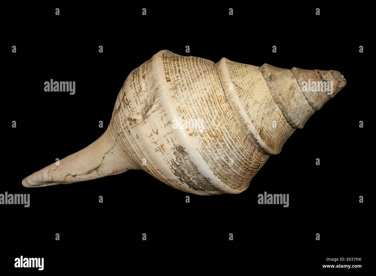 Australian Trumpet (a.ka. False Trumpet) Shell Syrinx aruanus Stock Photo
