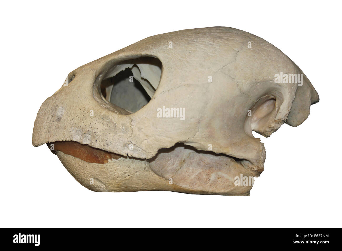Loggerhead Turtle Skull Cast Stock Photo