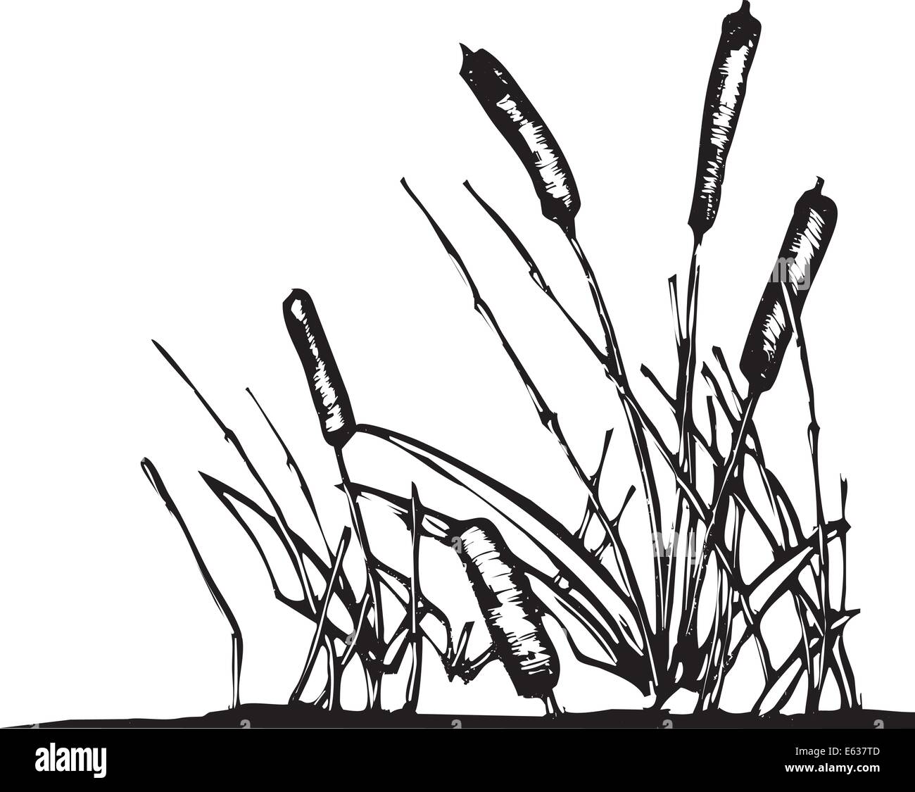 A patch of reeds that might grow on the edges of a pond. Stock Vector