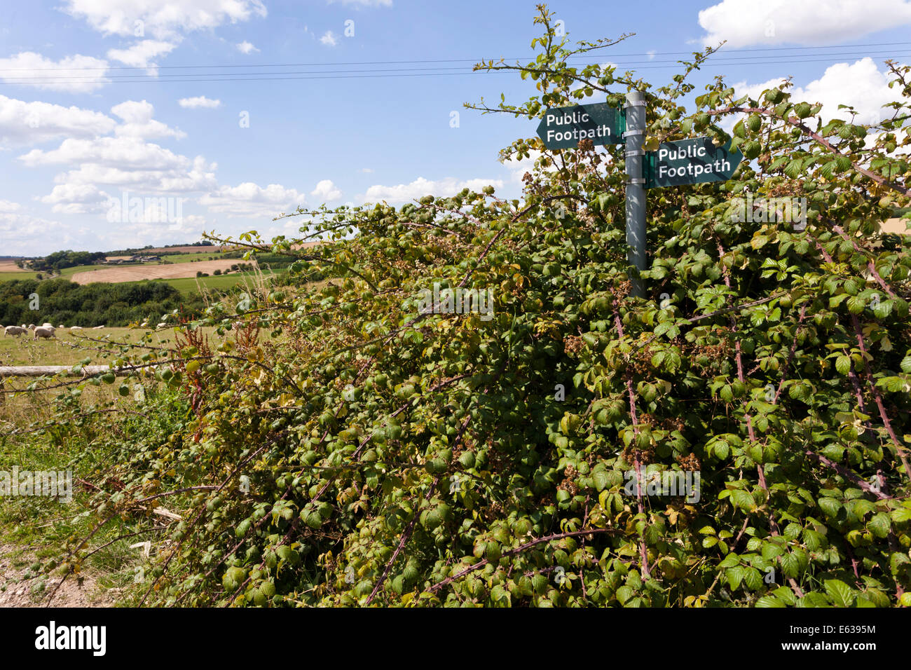 Brambles hires stock photography and images Alamy