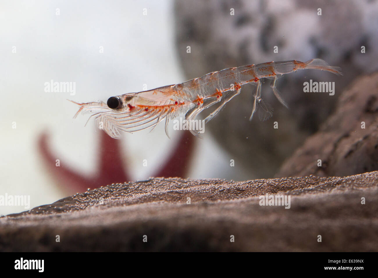 Antarctic krill, which floats in the water near the rocks Stock Photo