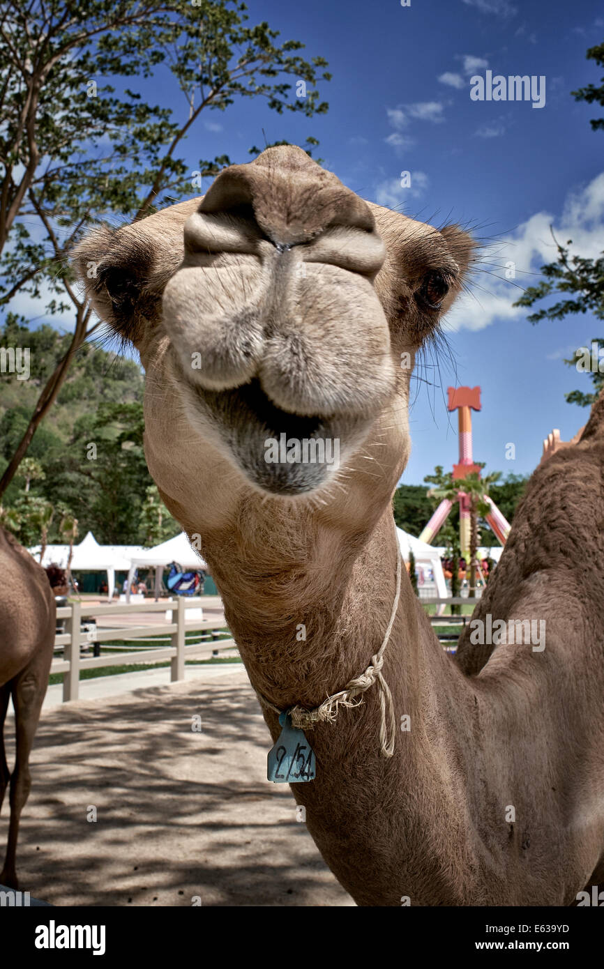 Funny animal face camel closeup. Stock Photo