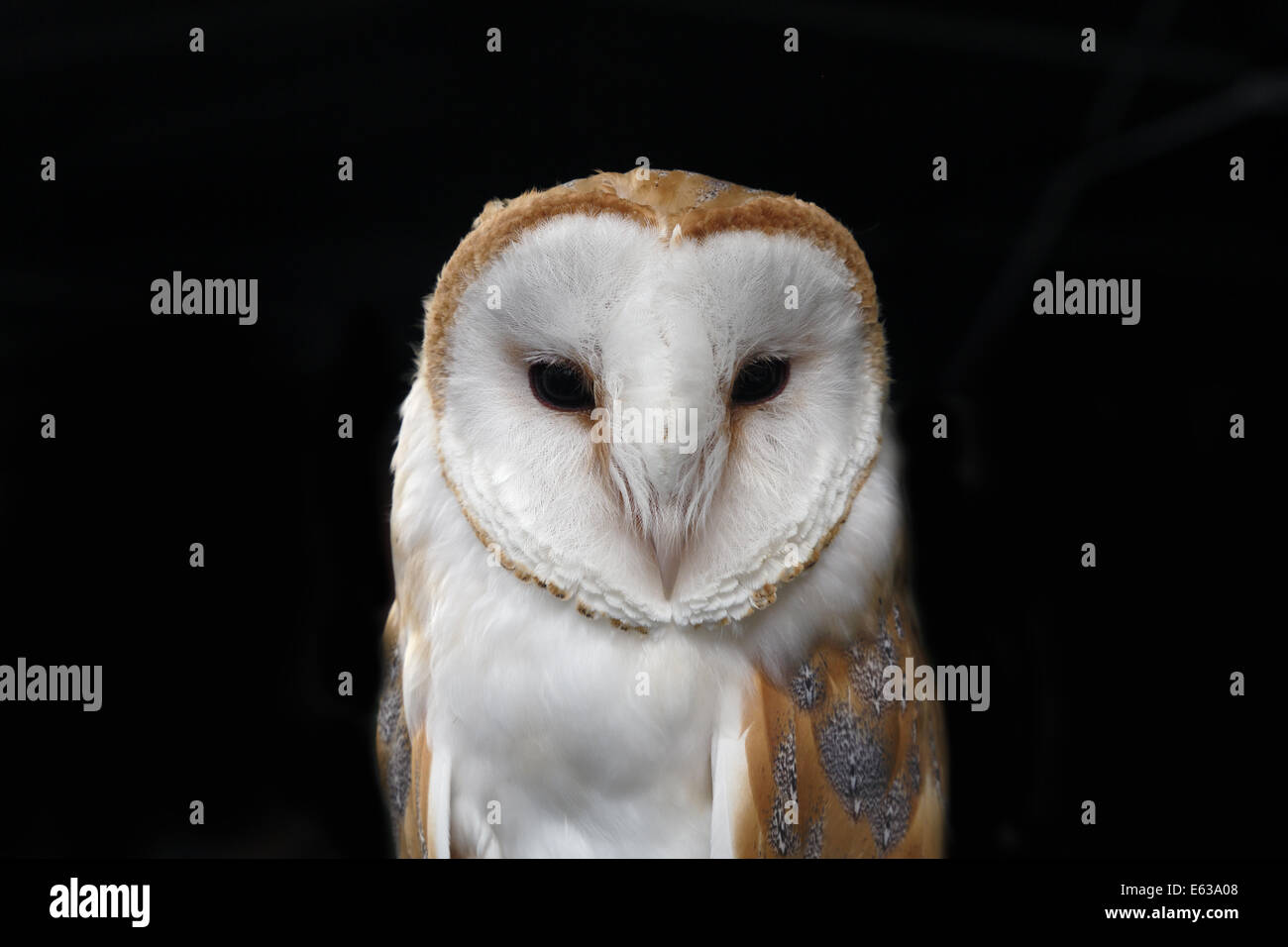 barn-owl-head-hi-res-stock-photography-and-images-alamy