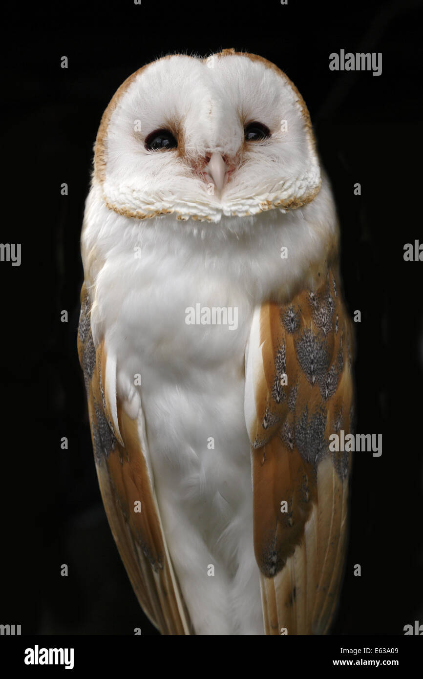 Barn Owl. Stock Photo
