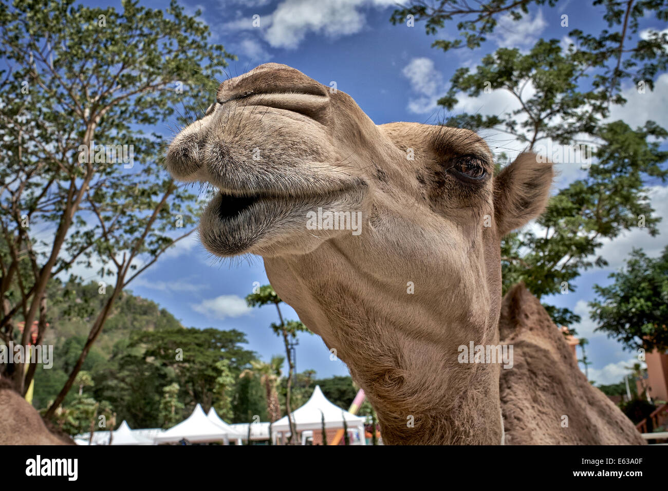 Funny animal face camel closeup Stock Photo - Alamy