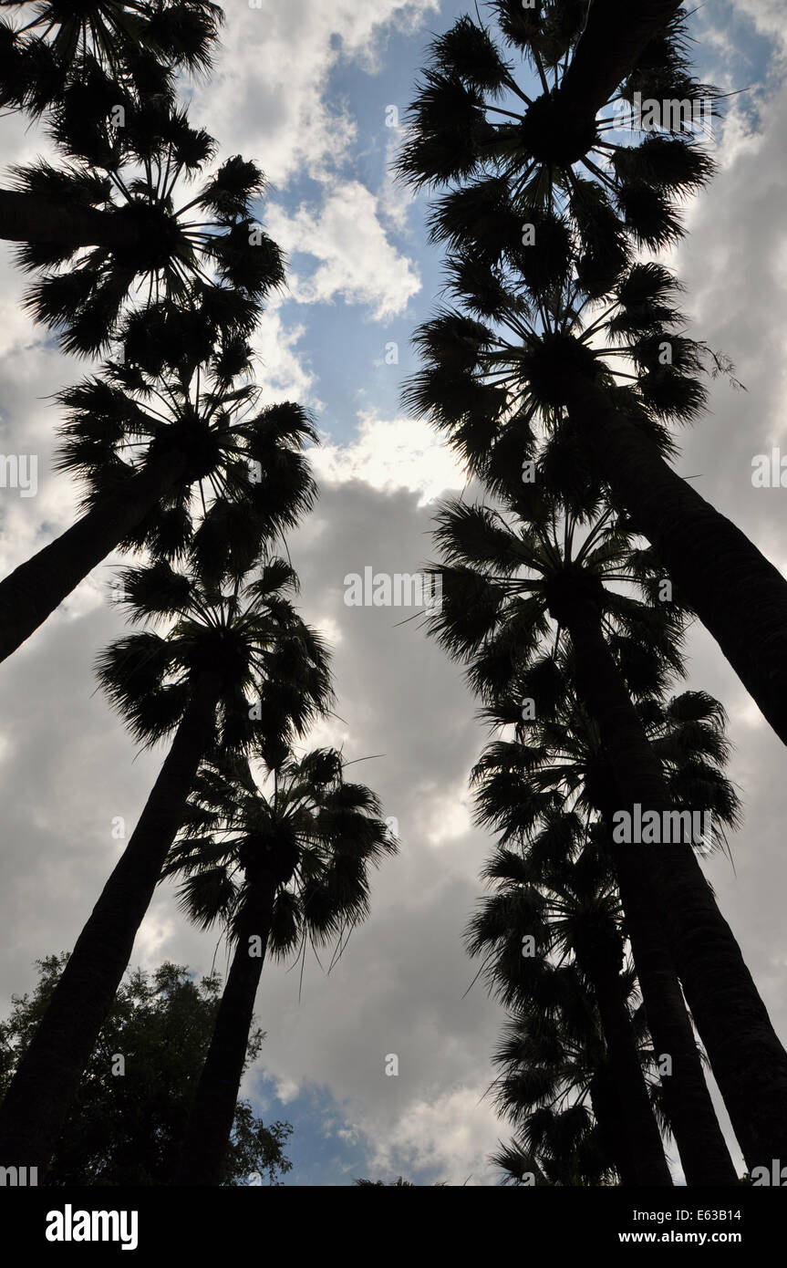 Palm trees silhouette and cloudy sky. Nature abstract. Stock Photo