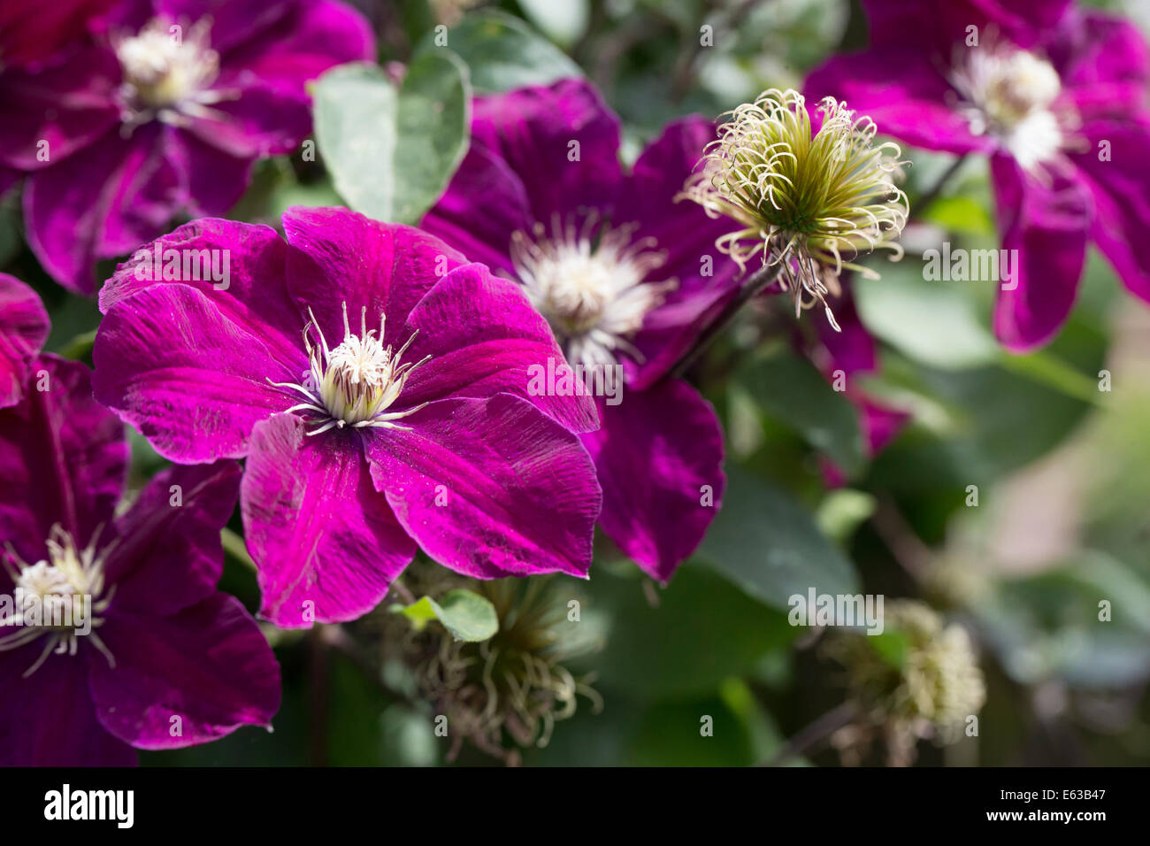 A vibrant Clematis Etoile Violette in full bloom with one seedhead visible against a vibrant green background Stock Photo