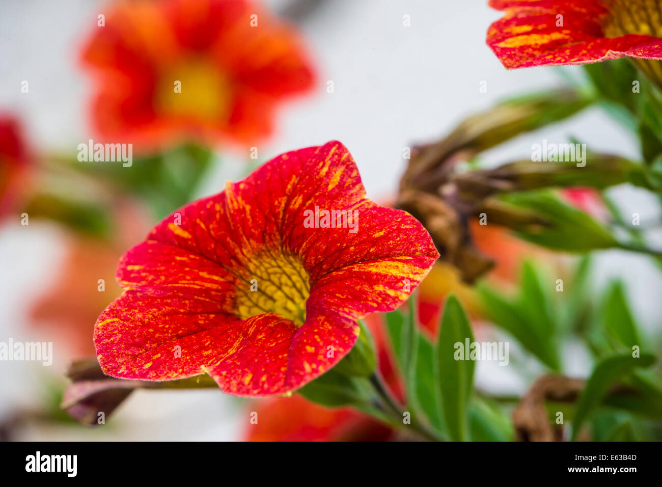 A vibrant red and yellow Petunia Million Bells flower against a pleasantly blurred green, floral and white background Stock Photo