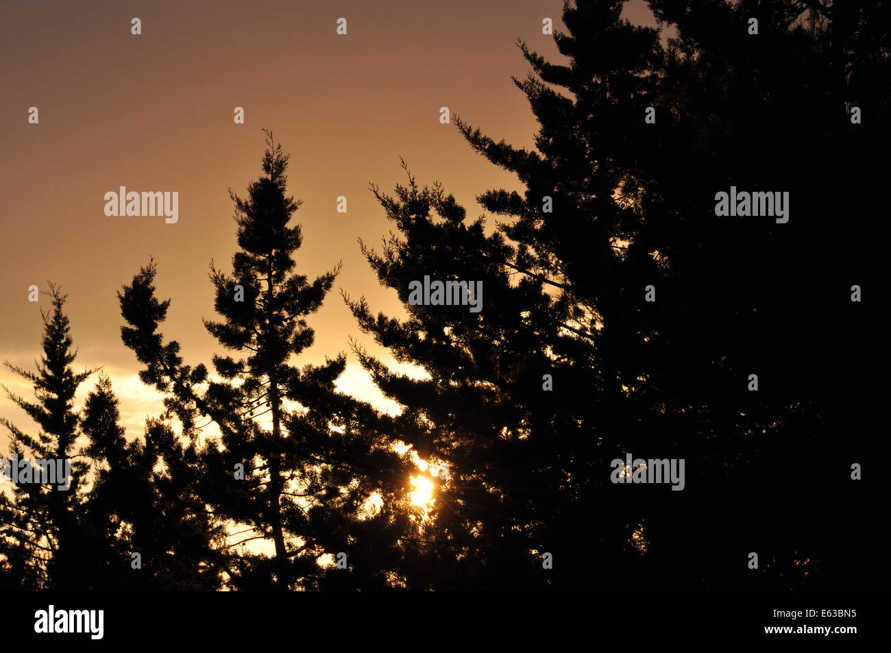 Fir trees silhouette and setting sun rays through branches. Nature abstract sunset. Stock Photo